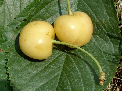 Ciliegia bianca, recuperata grazie al sig. Mario Roli