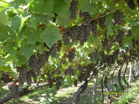 Vigneto di Lambrusco grasparossa