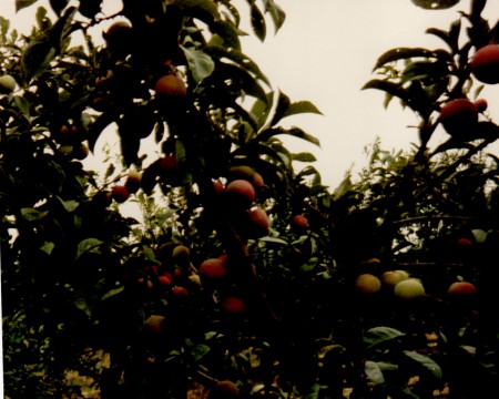 Susine Burmosa - podere Castelvetro di MO